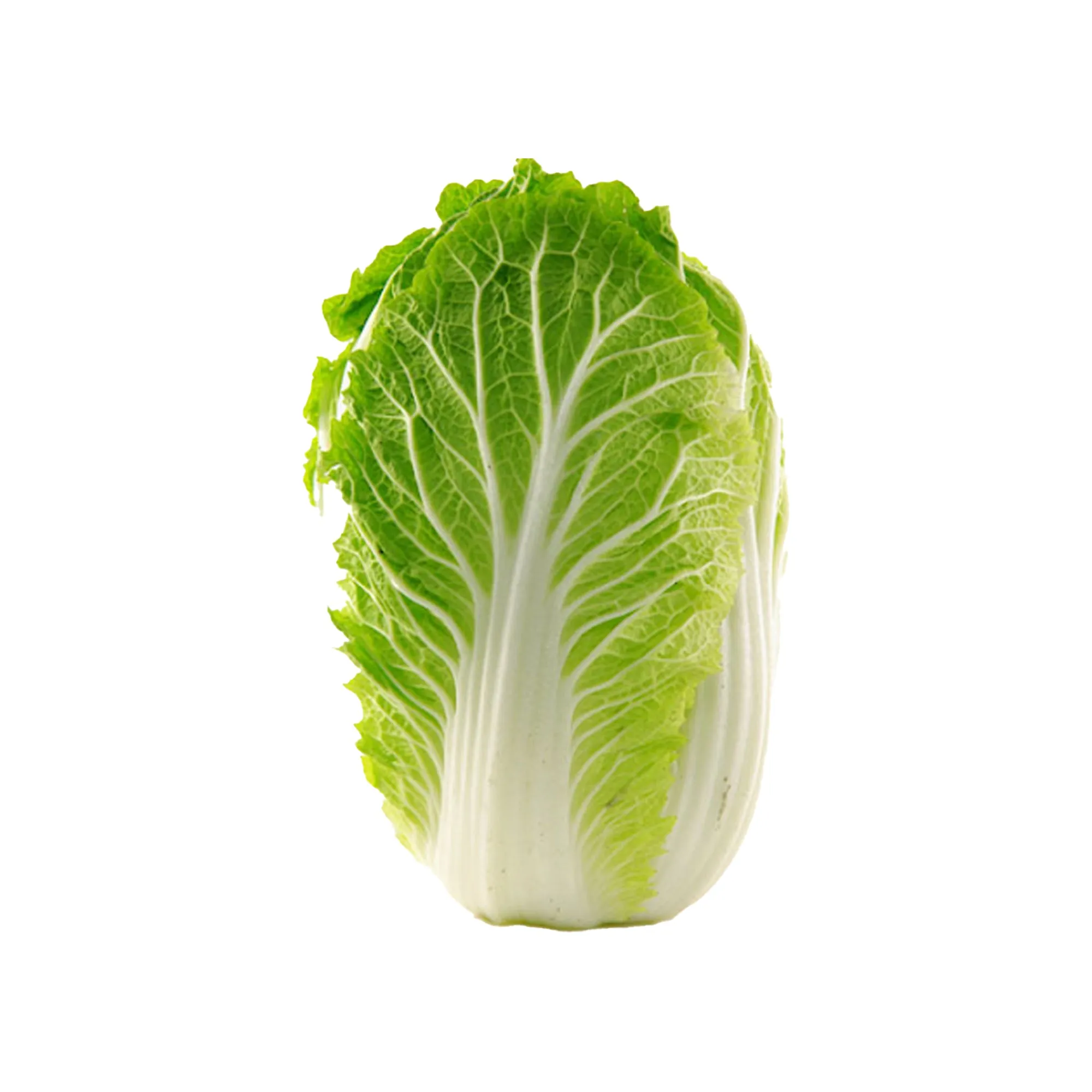 Chinese cabbage