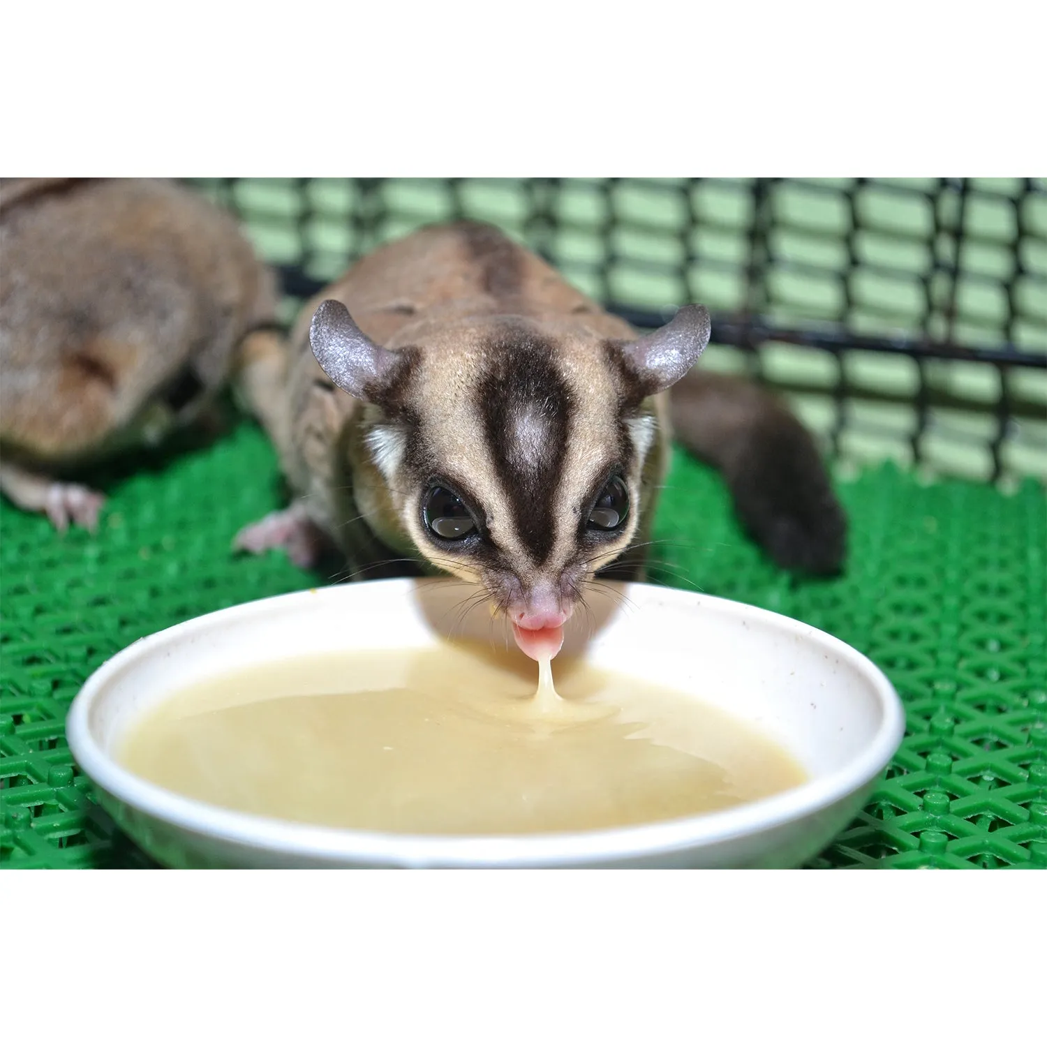 Instant-HPW Honey & Fruit Recipe Sugar Glider Food